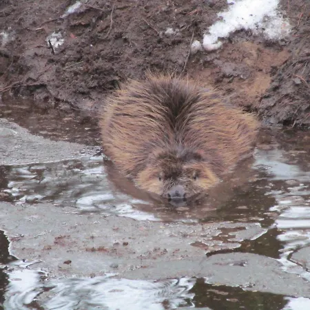 Und Zum Biber ゲストハウス 3*