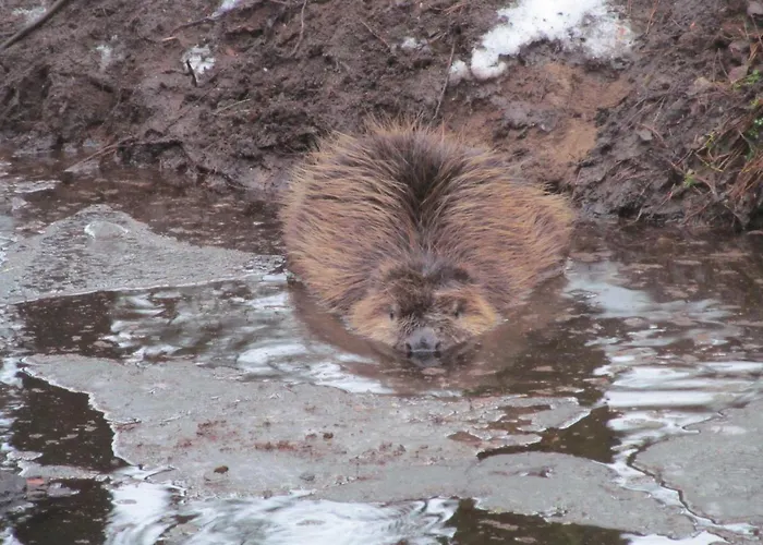 Und Zum Biber Affittacamere 3*